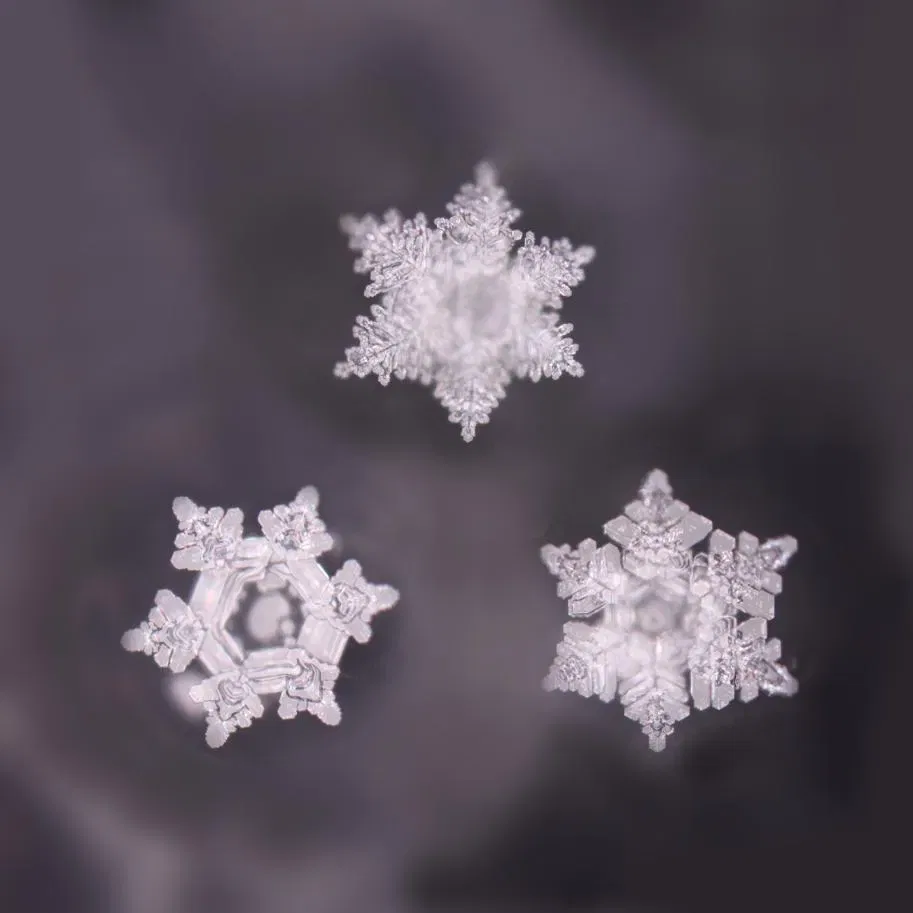 Penta Power heeft het Emoto Label